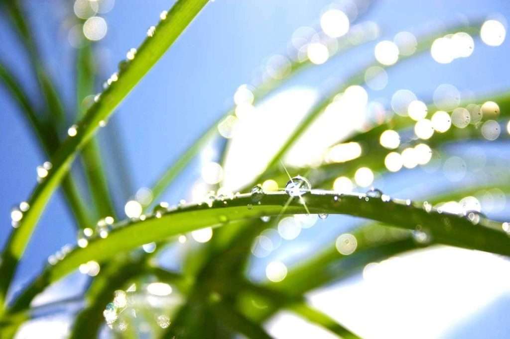 Duggdråper på grønne gresstrå i sollyset